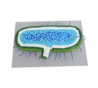 LIFKOME Interactive Human Animal Cell Model with Detailed Organelles for Classroom Science Education Hardwearing Construction DIY Biology Teaching Tool for Student Learning and
