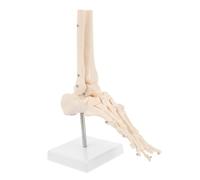 LIFKOME Plastic Foot Bone Model with Ankle Joint Wire-mounted Human Skeleton Anatomy for Medical Study Teaching and Physical Health Education PVC Construction
