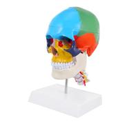 LIFKOME Realistic Colored Human Skull Model with Cervical Vertebra Medical Anatomical Teaching Display for Education and Training Fake Skull Prop for School and Laboratory Use