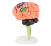 LIFKOME Realistic PVC Brain Model with Base Detachable Anatomy Cranial Model for Medical Study Home and School Use Detailed Human Brain Structure for Learning and Training