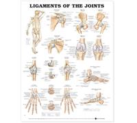 Anatomical Chart Ligaments of the Joints
