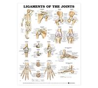 Ligaments Of The Joints Chart