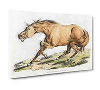 Light Brown Horse By Henry Alken Canvas Print | Gallery Wrapped 30mm Frame Wall Art | 30x20 inches | Ready to Hang | Retro Animals Picture | Living Room Bedroom Lounge Office