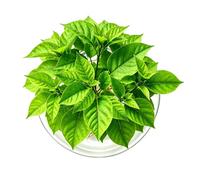Light Bulb Avocado Vase Glass Acorn Vase for Flowers, Avocado Seeds Starter Planter Vases, Rearing Glass for Avocados and Chestnuts, for Home Kitchen Table, Indoor and Outdoor (Transparent)