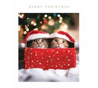 Light Hearted Cute Photographic Festive Art Christmas & Happy New Year Single Greeting Card - 185 x 155mm (7.2 x 6in) - Eco-Friendly & Recyclable (Kittens in a Present Box)