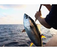 Lighting Up Socal Yellowfin on The Searcher