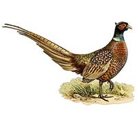 LightningSigns Pheasant Country Gamekeeper Hunting Car Van 4x4 Pick Up Wall Art Stickers Decals (Small right)