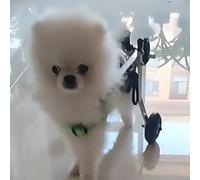 Lightweight Dog Wheelchair for Front & Back Legs - Medium Large & Small Pets Mobility Aid for Rehabilitation & Exercise Size L Widen