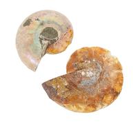 LIGIGWASH 2pcs Fossilized Ammonite Specimen Teaching Tool Paleontology Science Ornaments for Educational Research and Home Decoration Natural Samples for Adults and Students