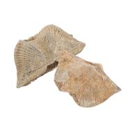 LIGIGWASH 2pcs Natural Shell Specimen Authentic Spirifer Models for Geology Education Home Decor Collector Adornment and Study