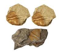 LIGIGWASH 3pcs Real Trilobite Tail Kit for Paleontology Collection Student Teaching Tool for Classroom and Digging Kit Activities
