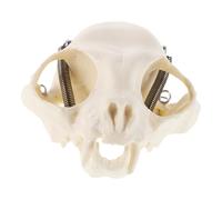 LIGIGWASH Cat Skeleton Model Animal Skull Display Skeleton Cat Teaching Anatomical Cat Collectible Skeleton Fish Tank Cat Skull Anatomy Animal Skeleton Prop Animal Skull Model Pvc Beige