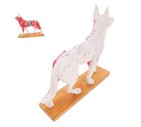 LIGIGWASH Dog Acupuncture Model Premium Detailed Canine Anatomy Teaching Tool for Veterinary Schools Medical Training and Anatomical Study