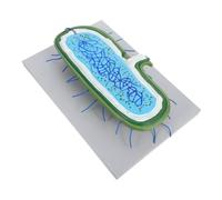 LIGIGWASH Enlarged Cell Nucleus Anatomy Model for Biology Teaching with Organelles Interactive DIY Cellular Structure Science for Classroom Education and Student Learning