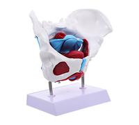 LIGIGWASH Female Pelvic Floor Muscle Anatomy Model with Reproductive Organs Portable Educational Pelvic Structure Model for Medical Students Nurses and Doctors Teaching Aid