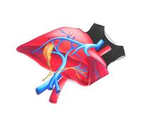 LIGIGWASH Halloween Heart Costume Soft Lightweight Sponge Biology Outfit for School Plays Party Role Play with Eye-catching Giant Design Easy to Clean and Comfortable Wear