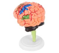 LIGIGWASH Human Brain Model Anatomy with Blood Vessel Detail Assembled Medical Teaching Model for Science and Medical Schools Realistic Brain Structure Display with Base