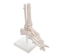 LIGIGWASH Human Foot Joint Anatomical Model PVC Ankle Skeleton Without Ligaments Medical Teaching Aid for Schools Hospitals and Art Reference