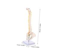 LIGIGWASH Human Spine Model with Pelvis and Femur Heads Flexible Vertebral Column Anatomy Model for Medical Teaching Patient Education and Orthopedic Research Display