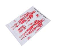 LIGIGWASH Muscular System Anatomy Poster Chart Human Skeleton Medical Body Educational Wall Art Canvas for School Classroom Laboratory Beginners
