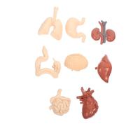 LIGIGWASH Realistic Human Internal Organs Model Educational Teaching Aid for School Classroom Anatomy for Students Teachers Parents Medical Learning