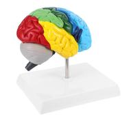 LIGIGWASH Scale with Color Annotations Realistic Neuroscience Teaching Tool for Medical Students Classroom Study and Display
