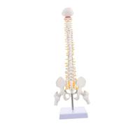 LIGIGWASH Vertical Spine Anatomy Model with Spinal Pelvis and Femur Vertebral Column with Smooth Surface Portable Medical Teaching Tool for Human Skeleton Study and Hospital Display