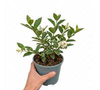 Ligustrum Japonicum Argenteum Silver Variegated Privet Hedging Plant 2L Pot