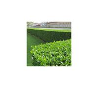 Ligustrum Ovalifolium - Green Privet (9cm, 3 plants)