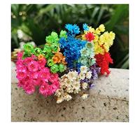 Like A Breeze About 150PCS Head Real Dried Natural White Little Star Flowers Dry Mini Daisy Bouquet For Resin Jewellery Home Decor (Color : Mixed color)