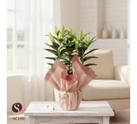 Lil Or Mixed 3Pp Colorette Blush Pot Size 17 Cm Height 50 If You Prefer, I Can Proceed With Option A Best-Guess, Notes For Ambigui