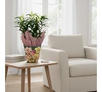 Lil Or Mixed 5Pp Tas Blush Pot Size 19 Cm Height 50 Indoor Houseplant