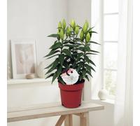 Lil Or Oxygen 3Pp Pot Size 17 Cm Height 60 - 46-47. Sempervivum Hens And Chicks Indoor Houseplant