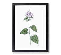 Lilac Morning-Glory Flowers by Pierre-Joseph Redoute Framed Print | A2 Black Framed Wall Art | Ready to Hang | Modern Floral Picture | Living Room Bedroom Lounge Office