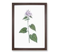 Lilac Morning-Glory Flowers by Pierre-Joseph Redoute Framed Print | A2 Walnut Framed Wall Art | Ready to Hang | Modern Floral Picture | Living Room Bedroom Lounge Office