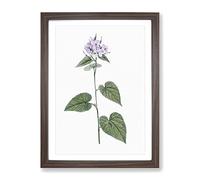 Lilac Morning Glory Flowers By Pierre Joseph Redoute Vintage Framed Print | A3 Walnut Framed Wall Art | Ready to Hang | Classic Floral Picture | Living Room Bedroom Lounge Office