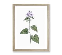 Lilac Morning Glory Flowers By Pierre Joseph Redoute Vintage Framed Print | A4 Oak Framed Wall Art | Ready to Hang | Classic Floral Picture | Living Room Bedroom Lounge Office