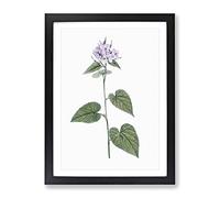 Lilac Morning Glory Flowers By Pierre Joseph Redoute Vintage Framed Wall Art Print, Ready to Hang Picture for Living Room Bedroom Home Office Décor, Black A2 (64 x 46 cm)