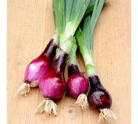 Lilia Red Onion Seeds - Dual Purpose Italian Variety, Salad Or Storage, Strong Flavor, Thompson & Morgan