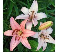 Lilies Asiatic Mixed colour 12 bulb multi pack