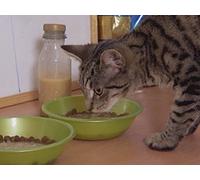 Lilly in the Kitchen Kitten