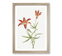 Lily by Mary Vaux Walcott Framed Print | A2 Oak Framed Wall Art | Ready to Hang | Modern Floral Picture | Living Room Bedroom Lounge Office