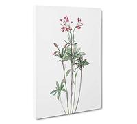 Lily of The Incas by Pierre-Joseph Redoute Canvas Print | Gallery Wrapped 30mm Frame Wall Art | 30x20 inches | Ready to Hang | Modern Floral Picture | Living Room Bedroom Lounge Office