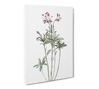 Lily Of The Incas By Pierre Joseph Redoute Vintage Canvas Wall Art Print Ready to Hang, Framed Picture for Living Room Bedroom Home Office Décor, 30x20 Inch (76x50 cm)