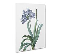 Lily Of The Nile By Pierre Joseph Redoute Canvas Print | Gallery Wrapped 30mm Frame Wall Art | 24x16 inches | Ready to Hang | Retro Floral Picture | Living Room Bedroom Lounge Office