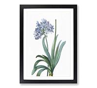 Lily of The Nile by Pierre-Joseph Redoute Framed Print | A2 Black Framed Wall Art | Ready to Hang | Modern Floral Picture | Living Room Bedroom Lounge Office