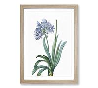 Lily of The Nile by Pierre-Joseph Redoute Framed Print | A2 Oak Framed Wall Art | Ready to Hang | Modern Floral Picture | Living Room Bedroom Lounge Office