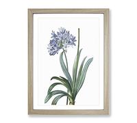 Lily Of The Nile By Pierre Joseph Redoute Vintage Framed Print A4 Oak