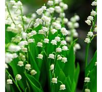 Lily Of The Valley Perennials Flowering Plants Convallaria Majalis 2L Pot Plant Theory Green One Size