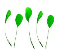 Lime Green Stripped Coque Style Feathers x 5 - Fascinators, weddings - 6 inches approx